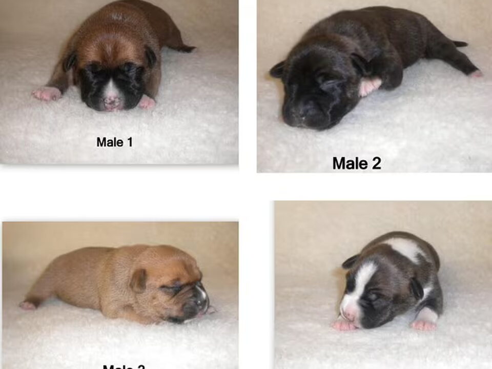Pups van nog in behandeling
