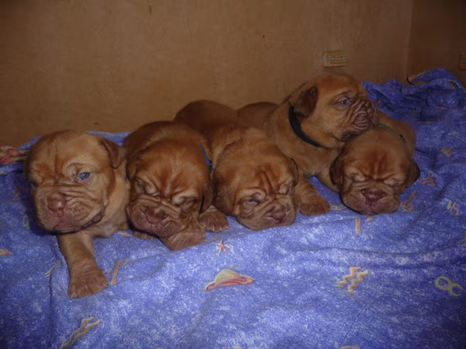 Pups van Geocze von Szendroi