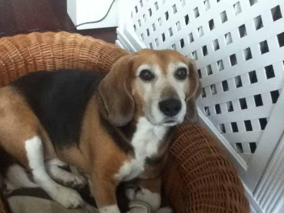 Beagle Harrier