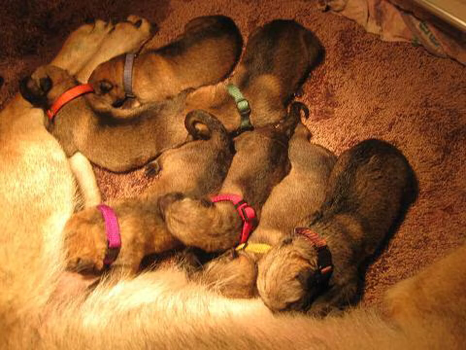Pups van van 't Aelse Sluske