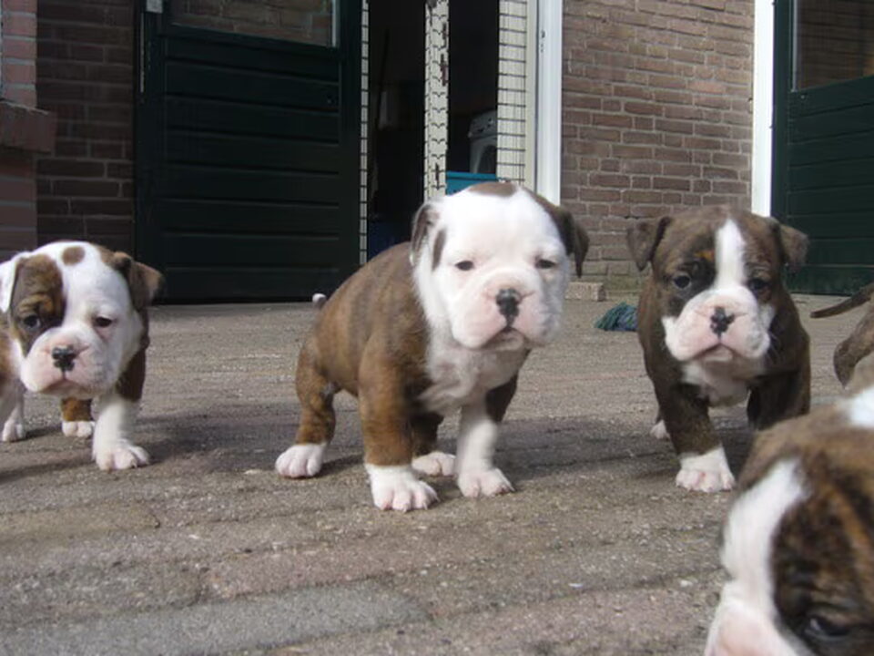 Pups van onzedoggiedogs