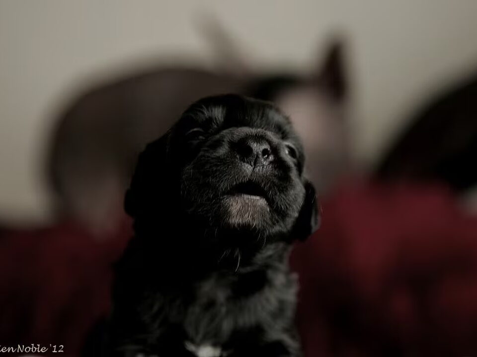 Pups van Chien Noble