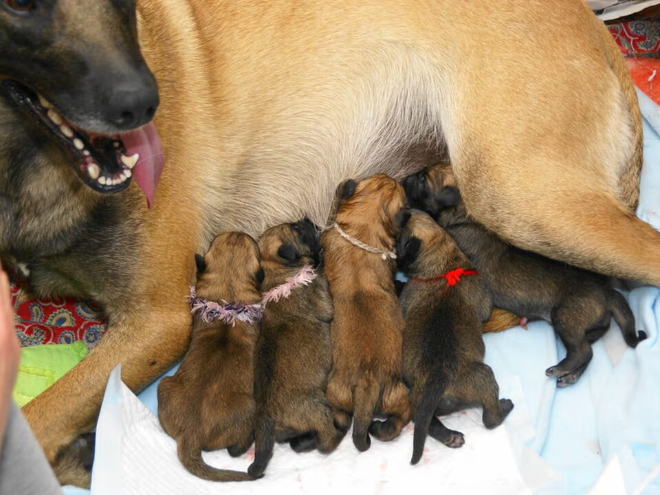 Pups van mechelse herder kennel van de Ravenhoeve