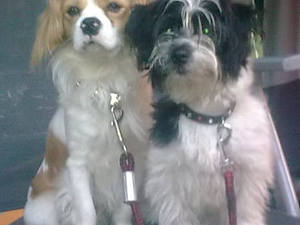 Pups van Enjoy