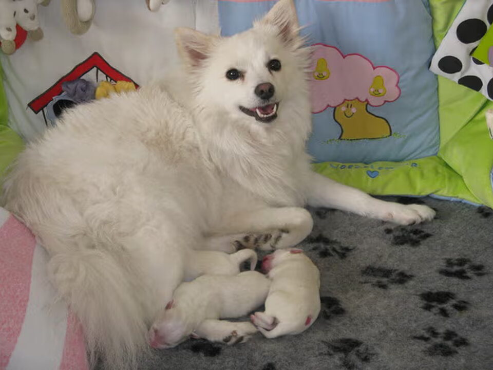 Pups van van het Bearehöfke