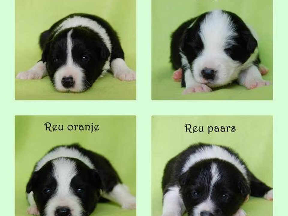 Pups van Border Motion