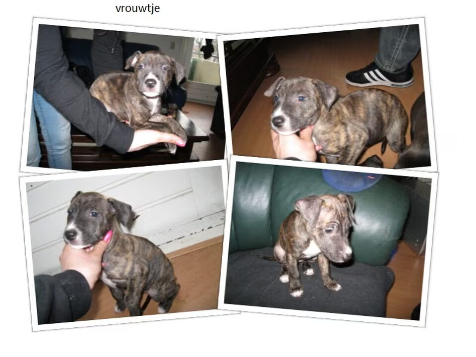 Pups van kelly en stefano
