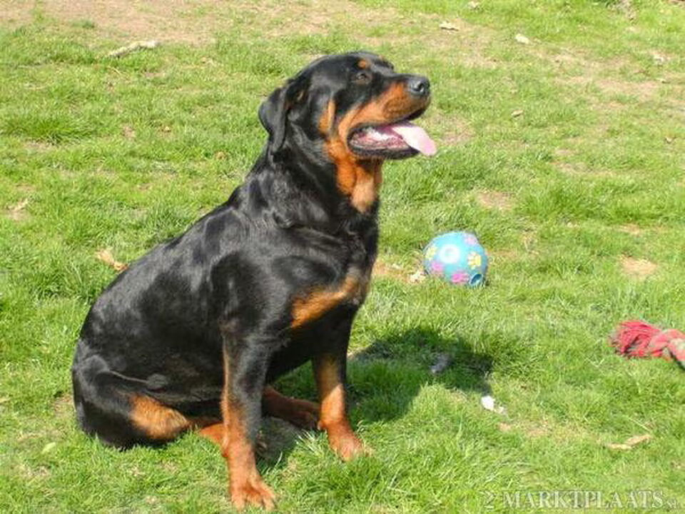 Pups van Baeten