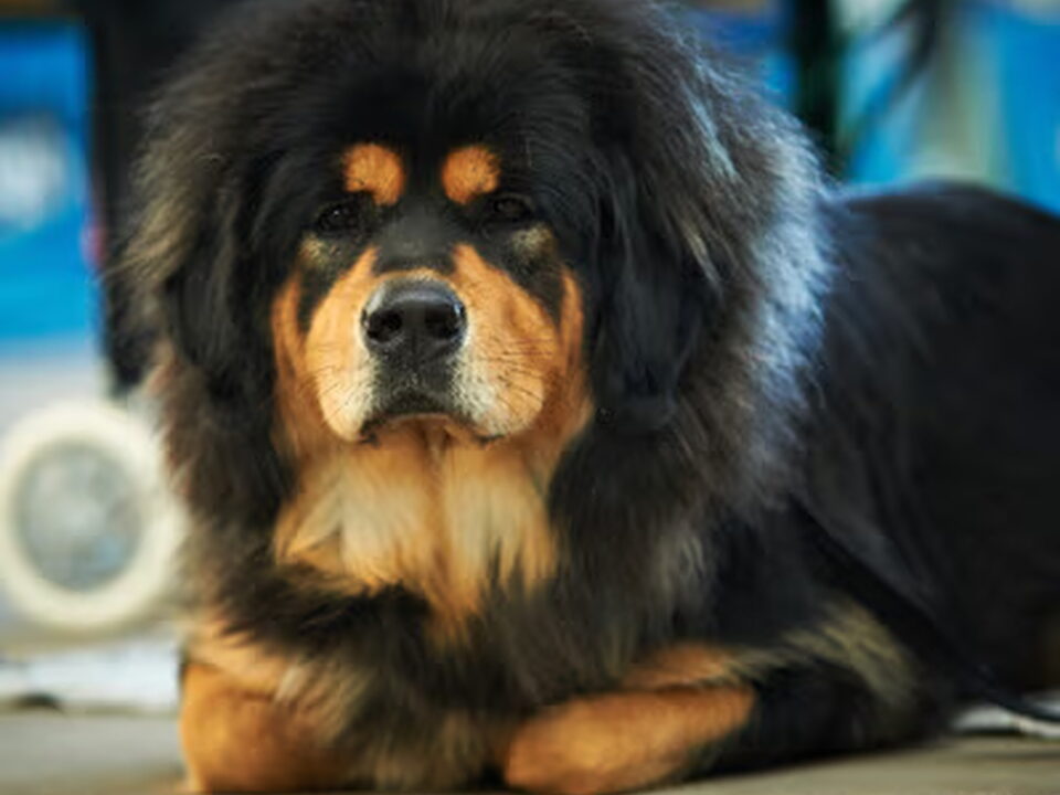 Pups van Jinâdhâra kennel