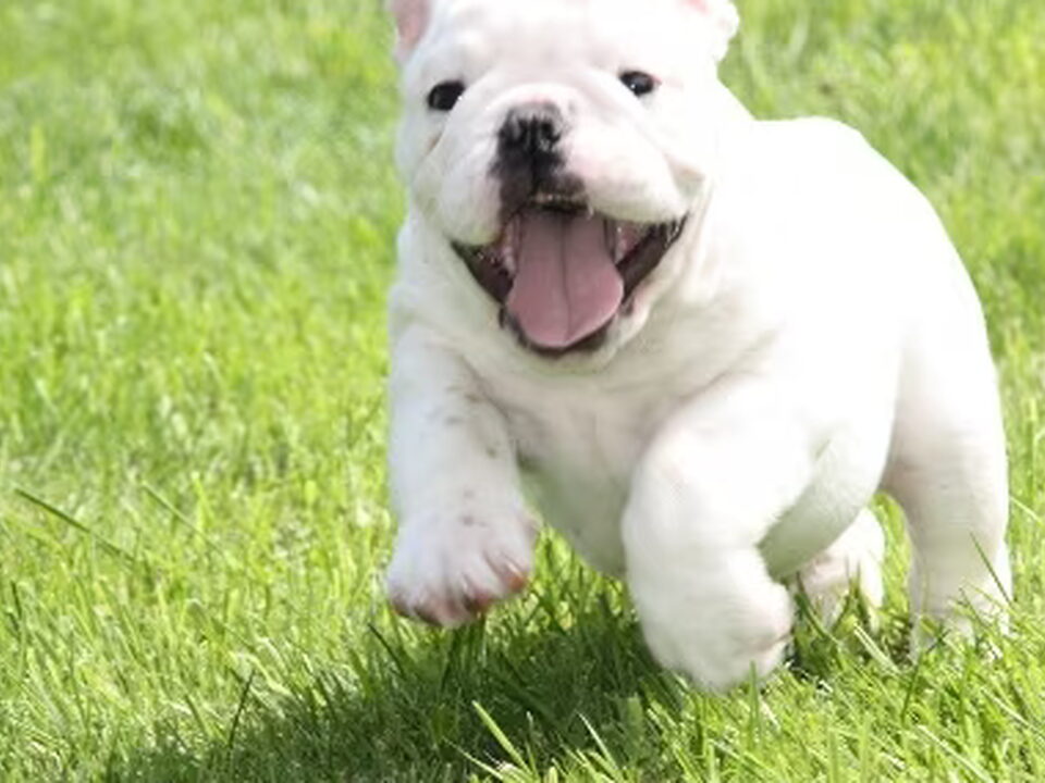 Pups van of the starlinebulls