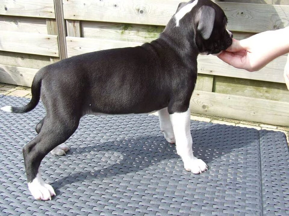 Pups van Roco's Amstaff