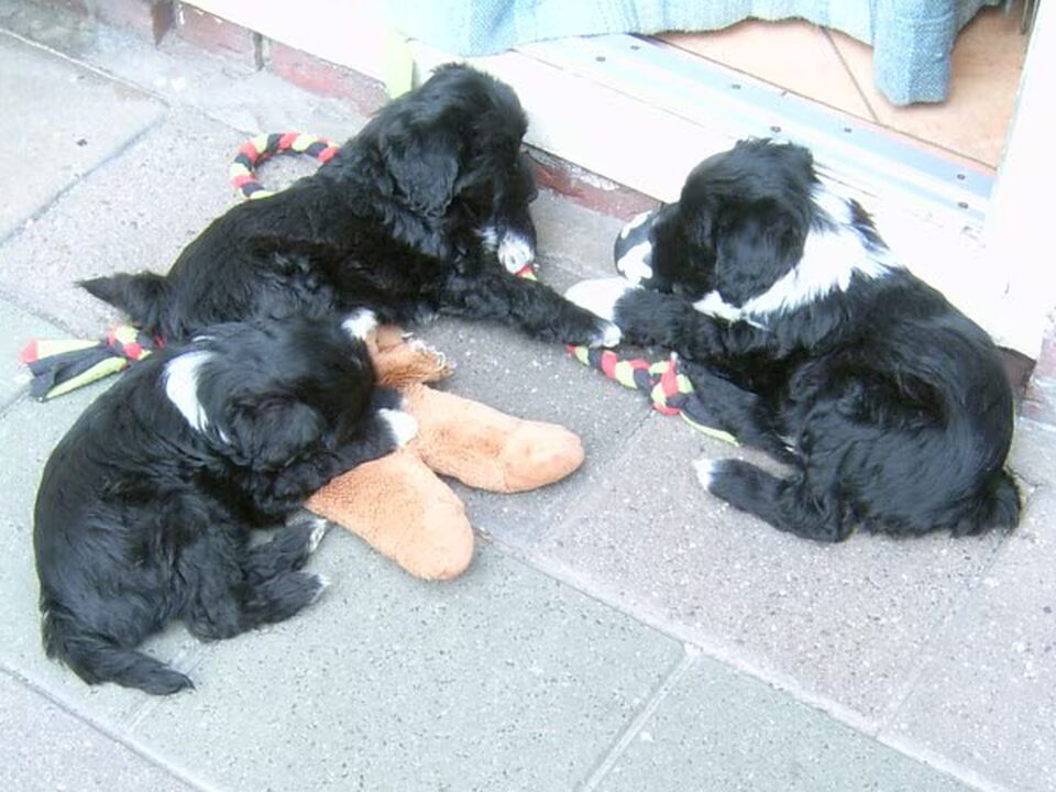 Pups van v d Friesiana
