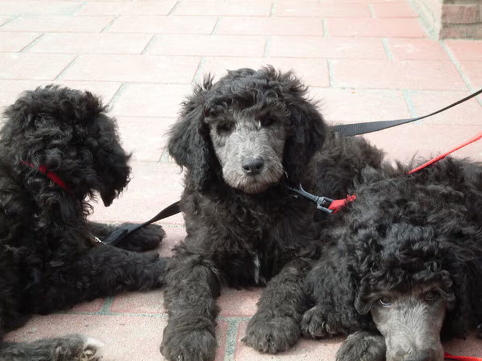 Pups van jeannet