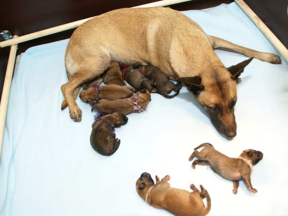 Pups van mechelse herder kennel van de Ravenhoeve