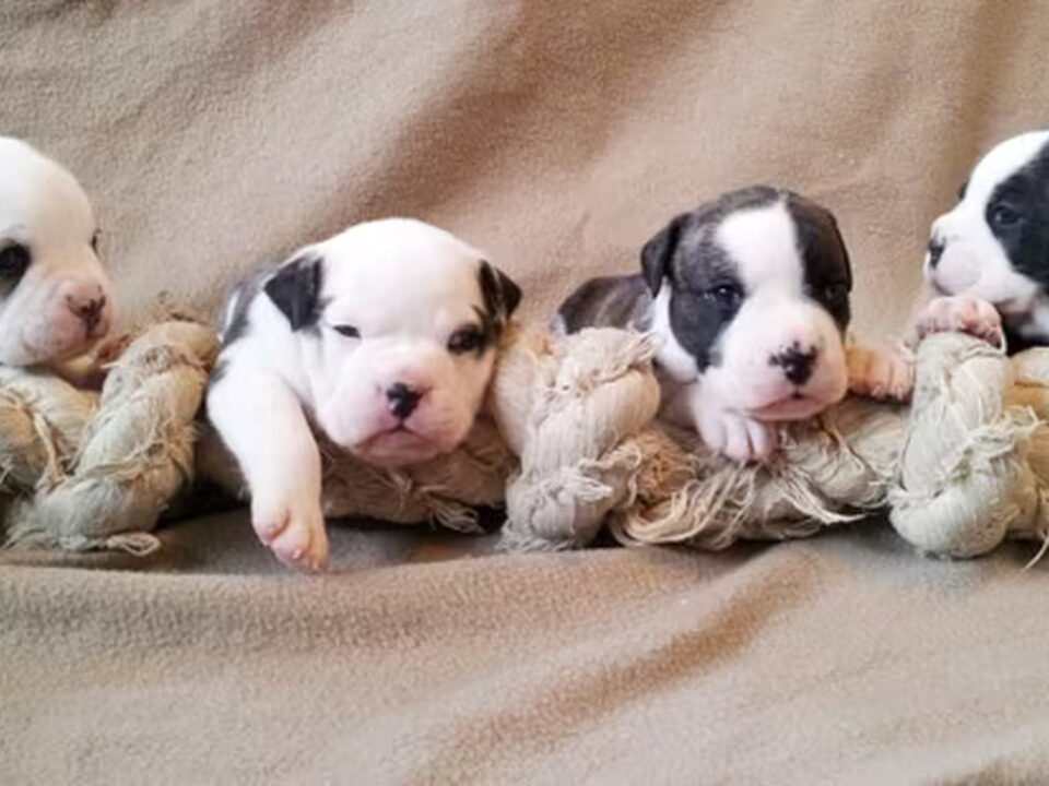 Pups van Earthquake x Thunderbull