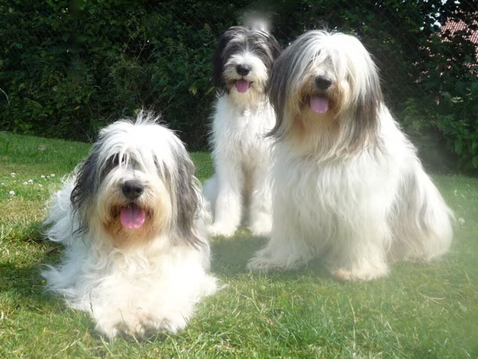 Pups van PonJoya