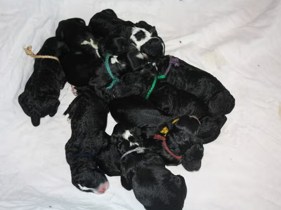 Pups van American Dancer's /Rijnbeek-Hagendijk