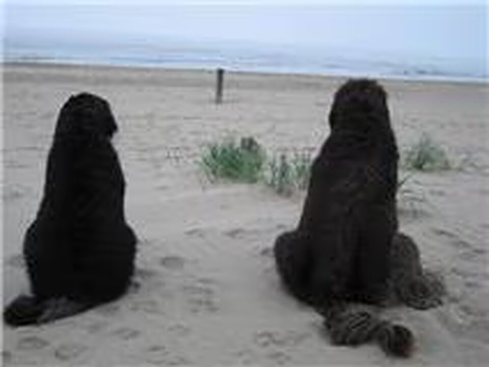 Pups van Lode Mi Amor