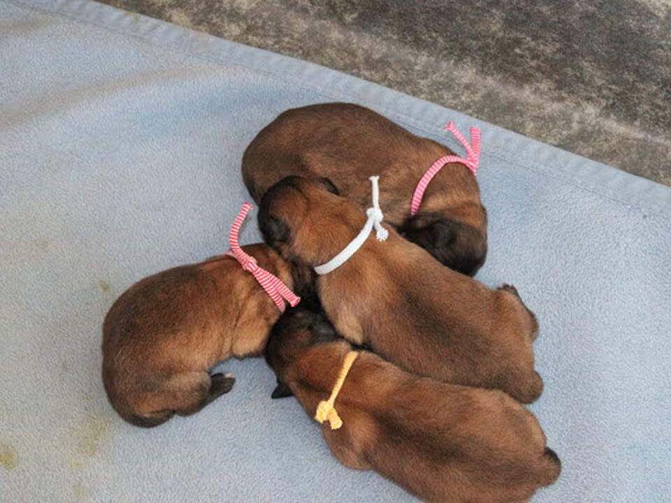 Pups van VAN JILL'S ENJOY