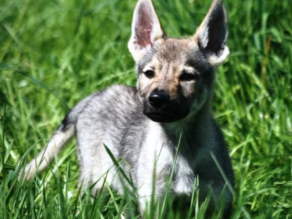 Pups van Van Goverwelle