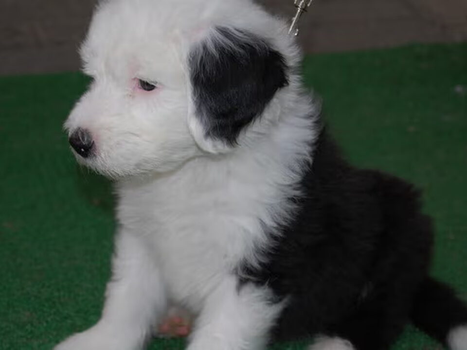 Pups van HAIRY BEARS bobtails
