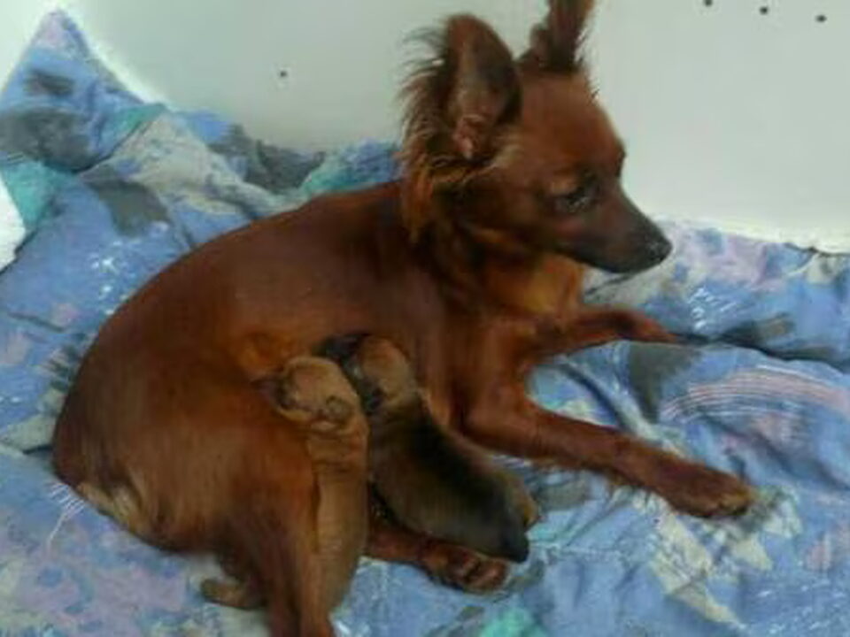 Pups van Natascha Jongeneelen