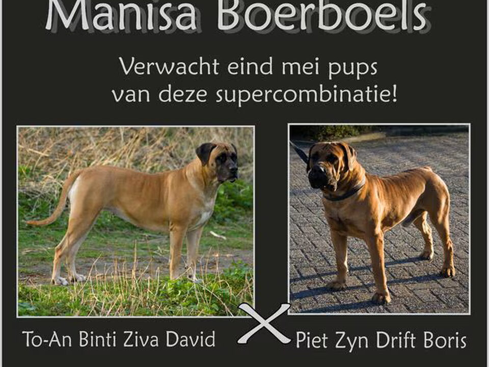 Foto van Manisa Boerboels