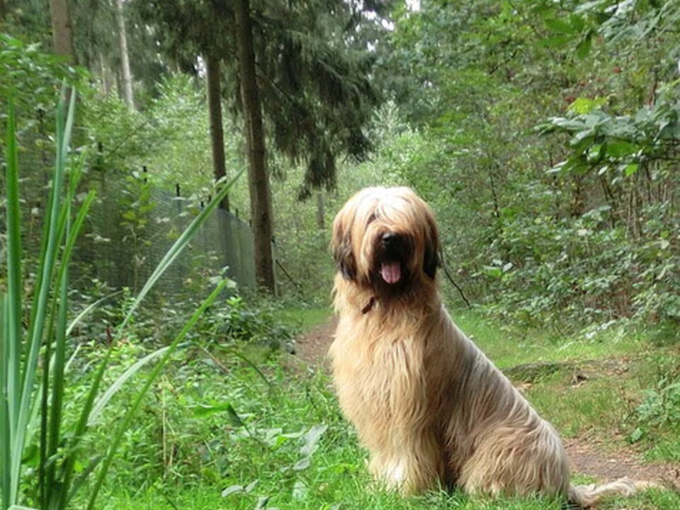 Pups van Du Chateau d' Astarte