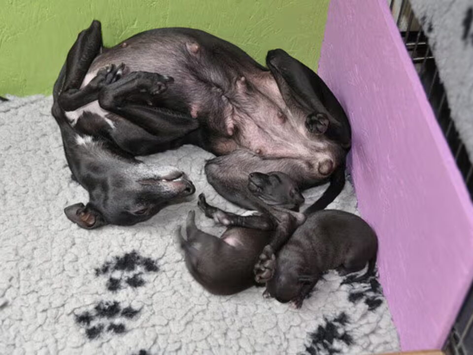 Pups van d'Amby Bambi
