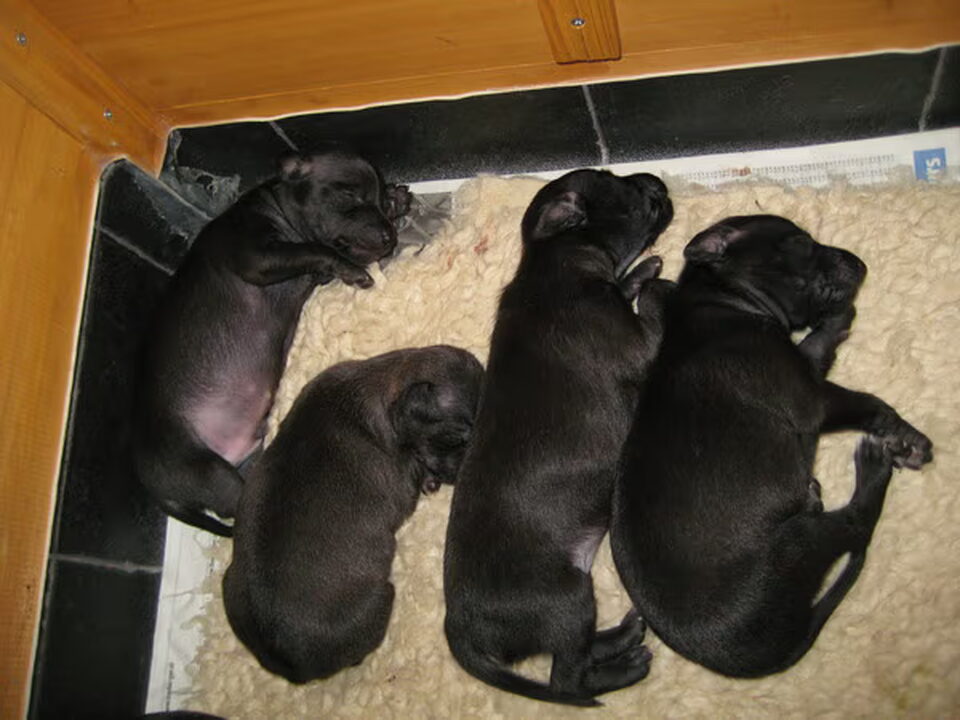 Pups van Poslusjnye Wihri ***marga van zeeland