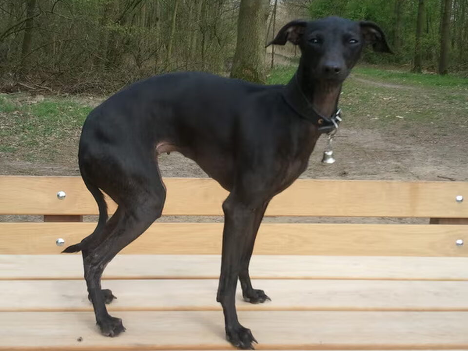 Pups van Posterhond