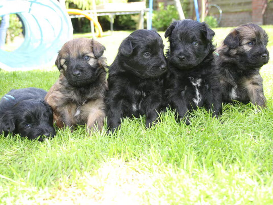 Pups van Jadoble