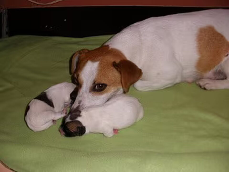Pups van marijke
