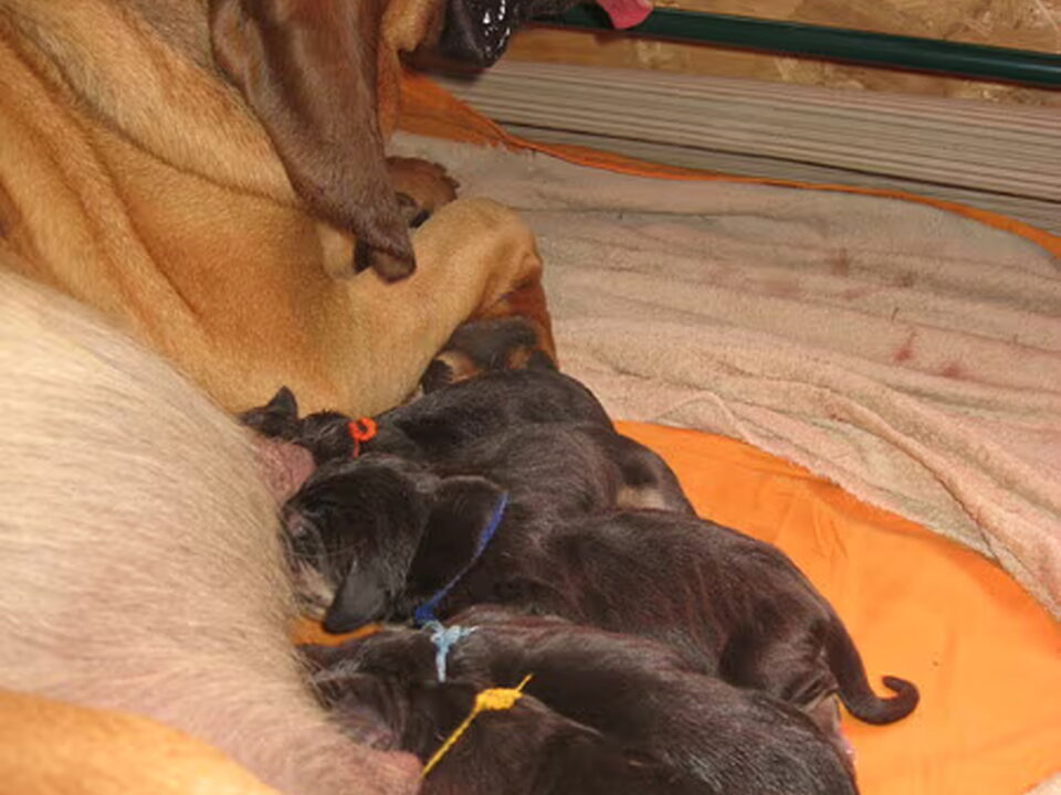 Pups van "Of Joyful happiness"