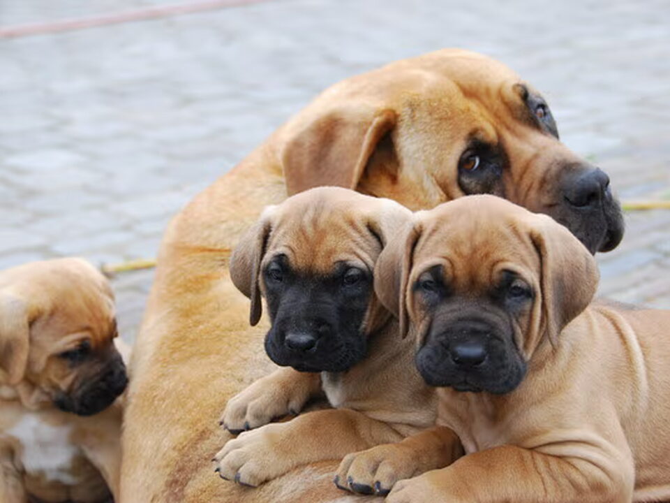 Pups van Tosa.be