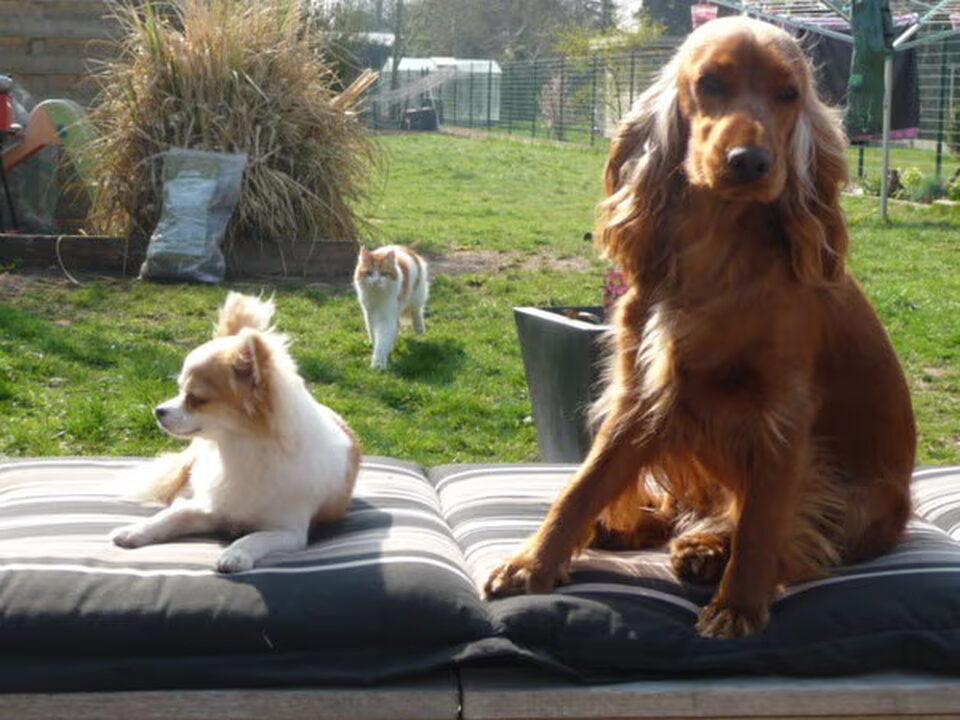 Pups van Caroline