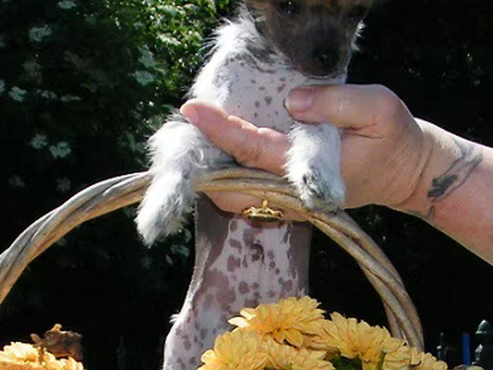 Pups van Cat's China Dogs