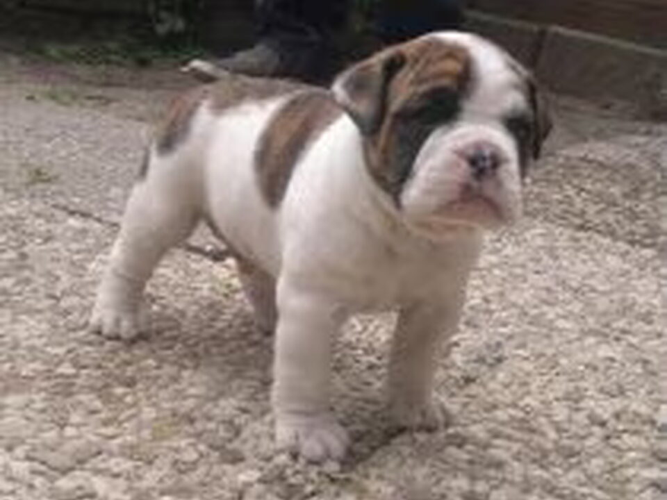 Pups van Jo