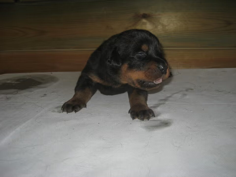Pups van Le Gardien de Bon
