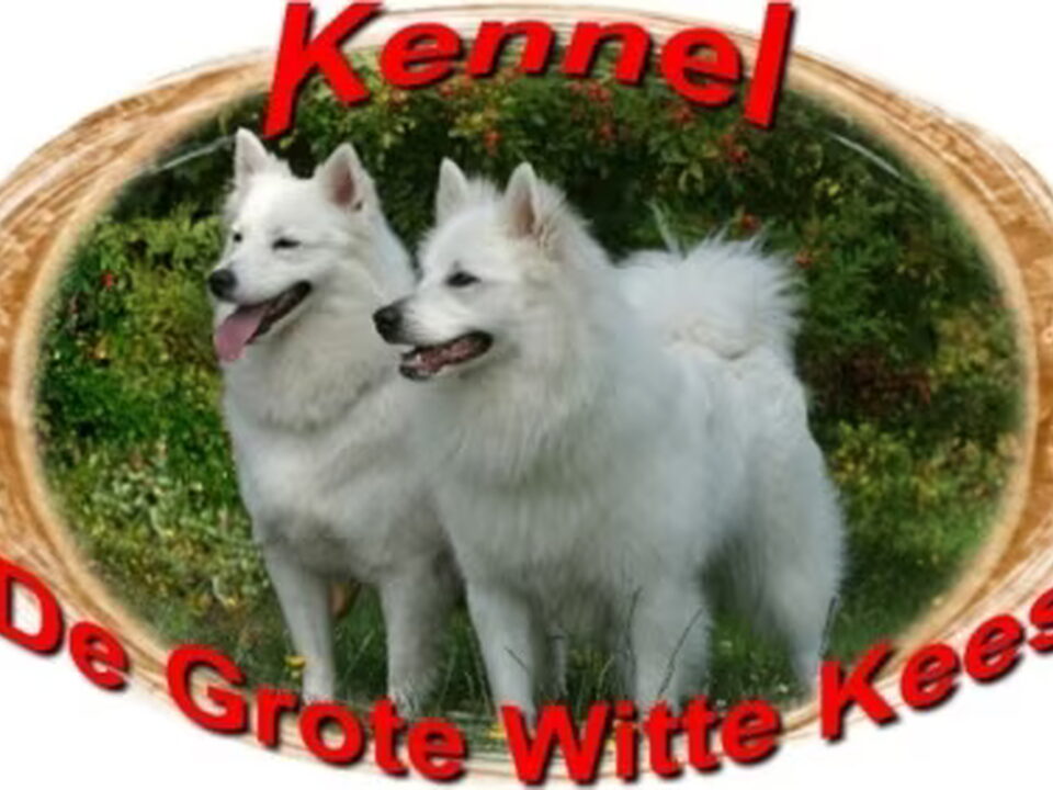Pups van kennel de grote witte kees .nl