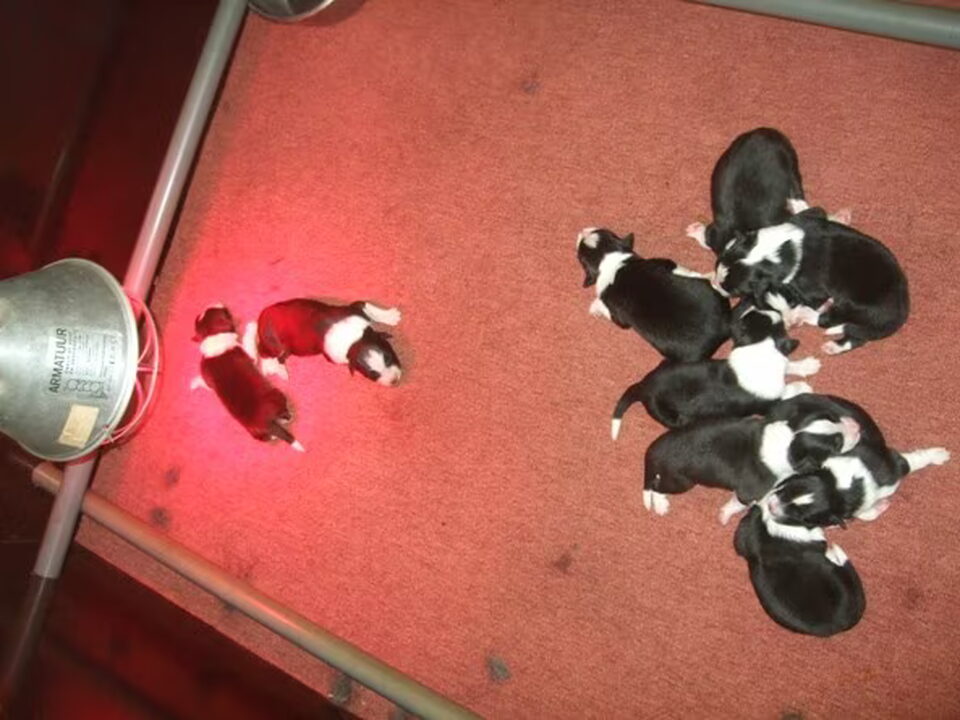 Pups van v.d. Floretty Hof