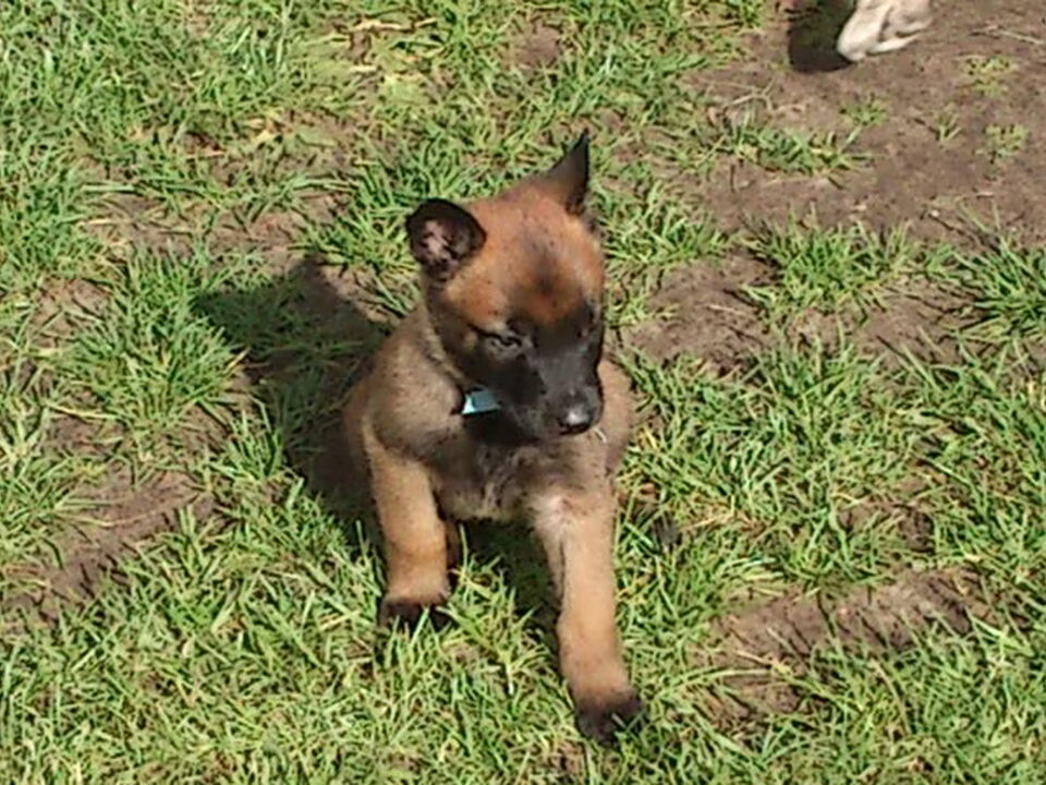 Pups van Van't Kempenhuis