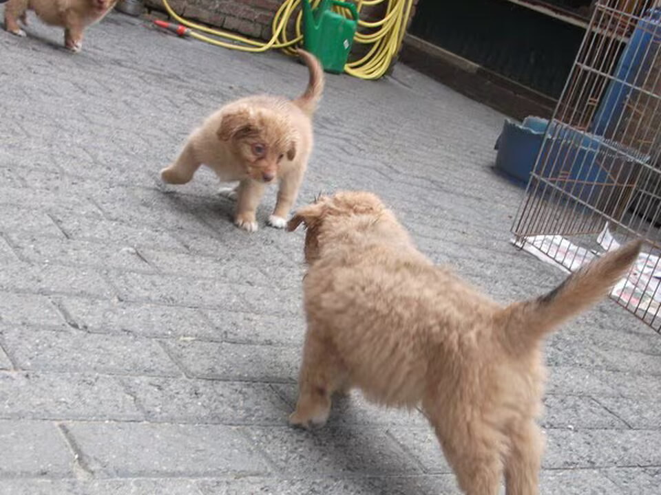Pups van achteraf .nl