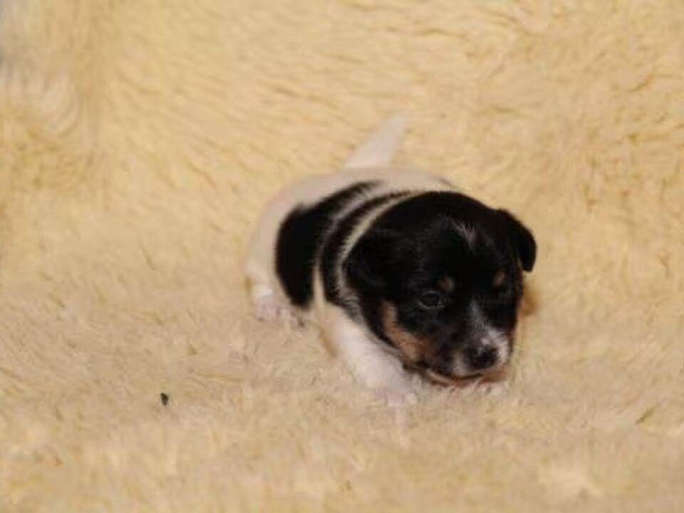 Pups van Van Berkeloord