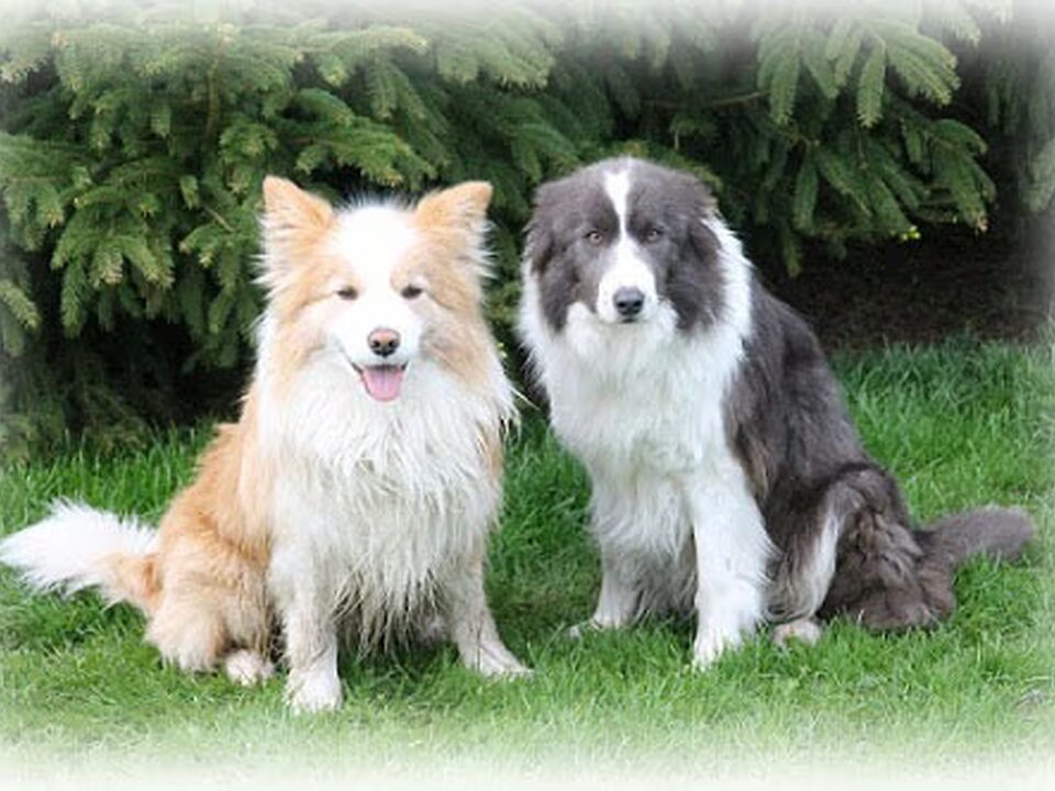 Pups van Shepherd's Den