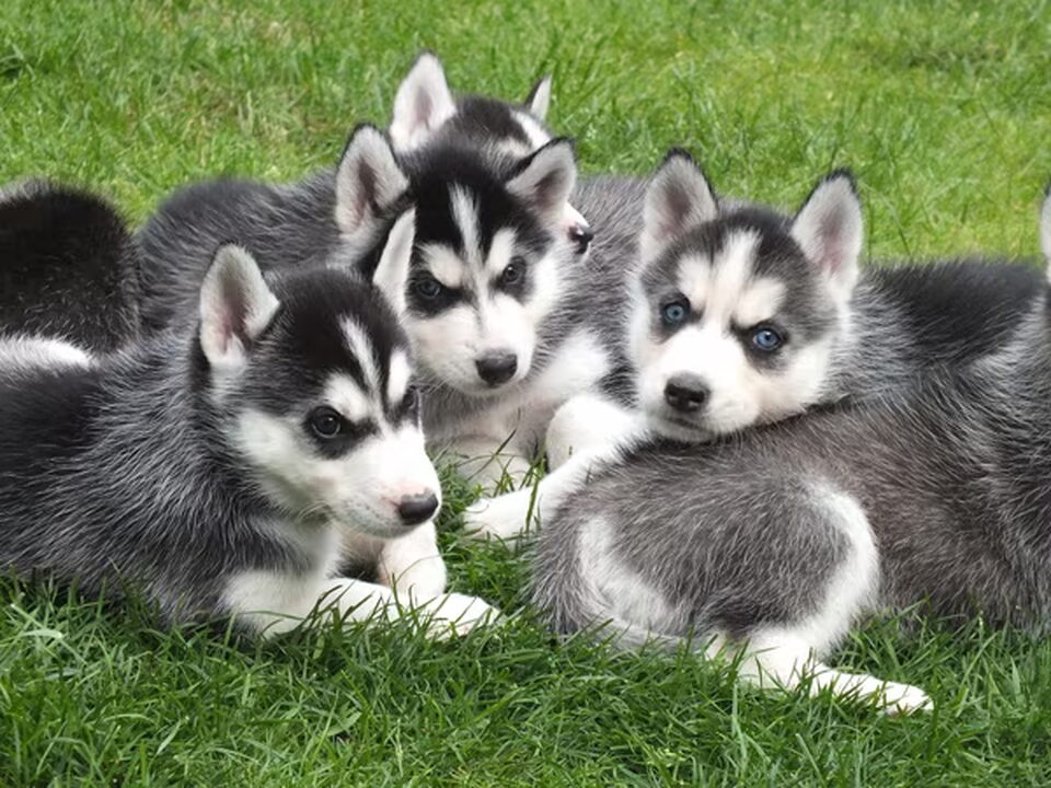 Pups van Gerie van Dreumel