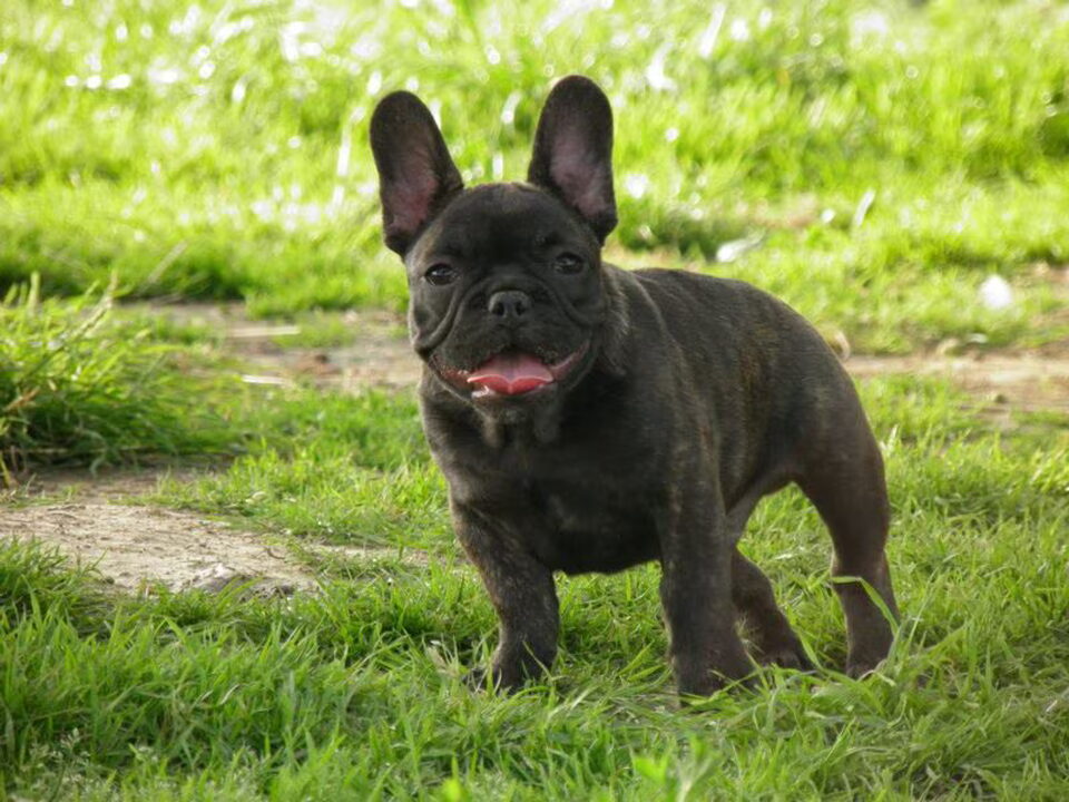 Pups van Prouch