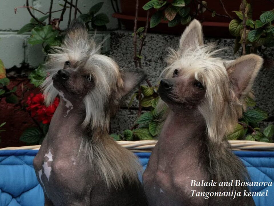 Pups van Tangomanija kennel