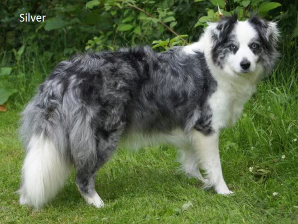 Pups van of Silver's Blue Eyes