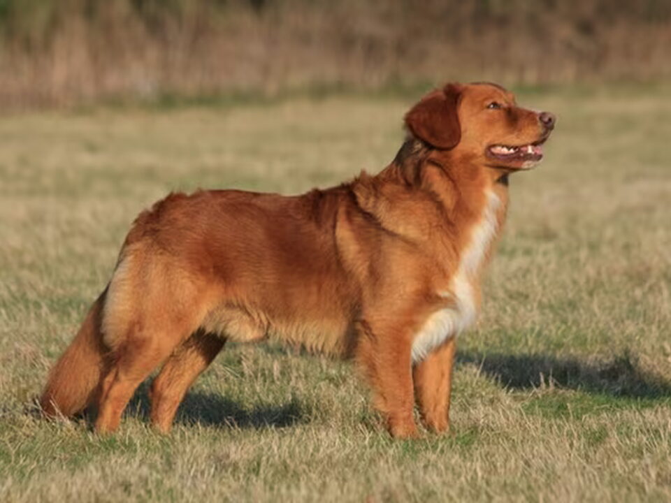 Nova Scotia Duck Tolling Retriever